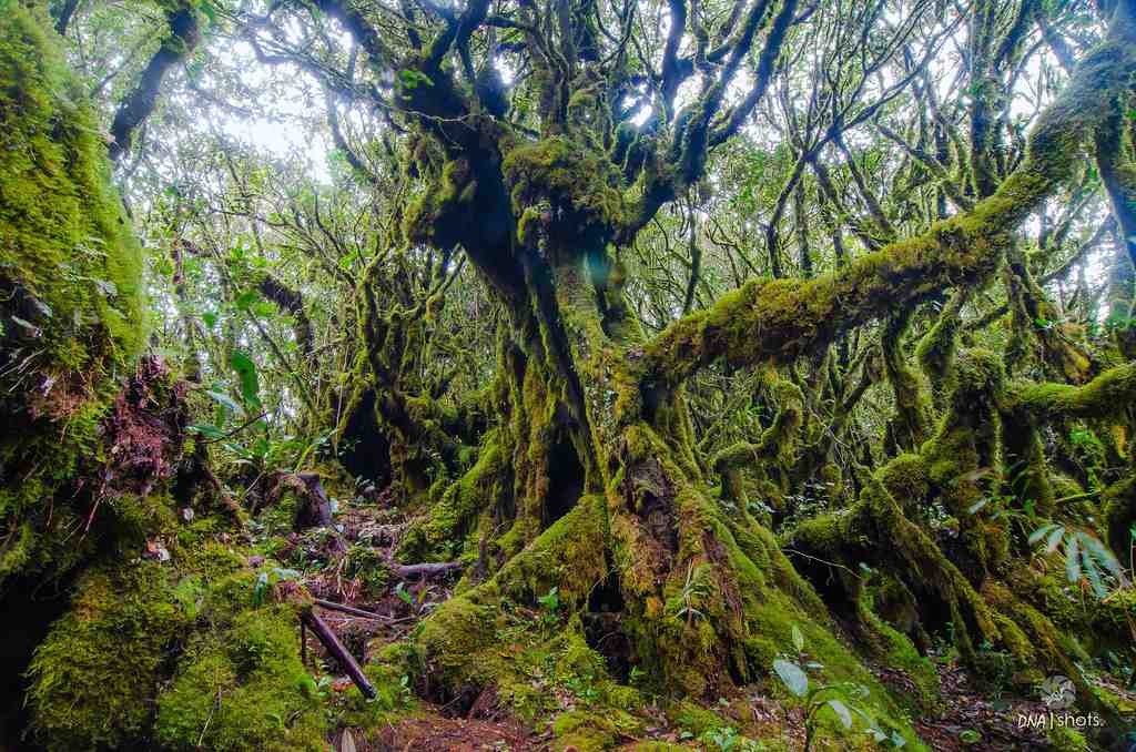 Cameron Highlands mossy forest