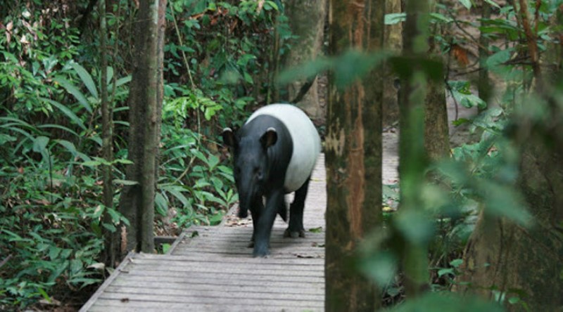 taman negara (1)