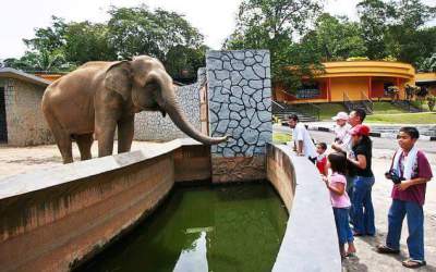 Animal Feeding In Johor Zoo